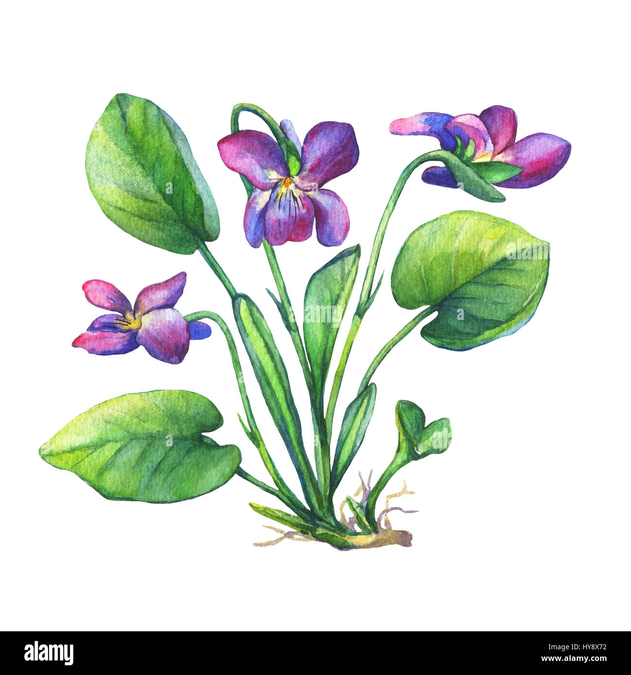 Illustrazione di violette profumate fiore selvatico (violetti dolci inglesi, Viola odorata). Pittura ad acquerello disegnata a mano su sfondo bianco. Foto Stock