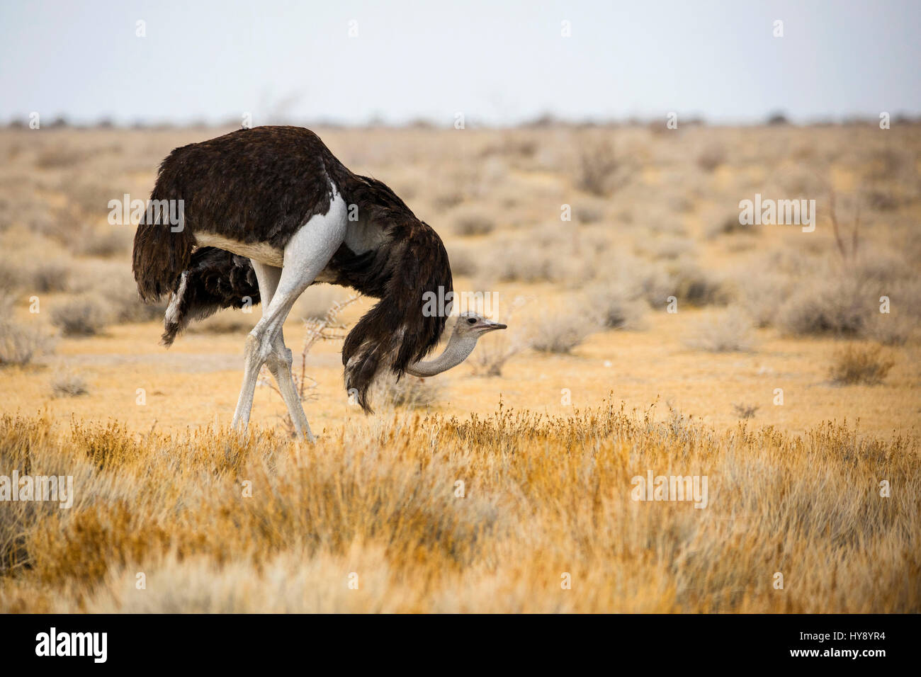 Struzzo (femmina), Struthio camelus, Avis struthio, Etosha National Park, l'Africa,da Monika Hrdinova/Dembinsky Foto Assoc Foto Stock