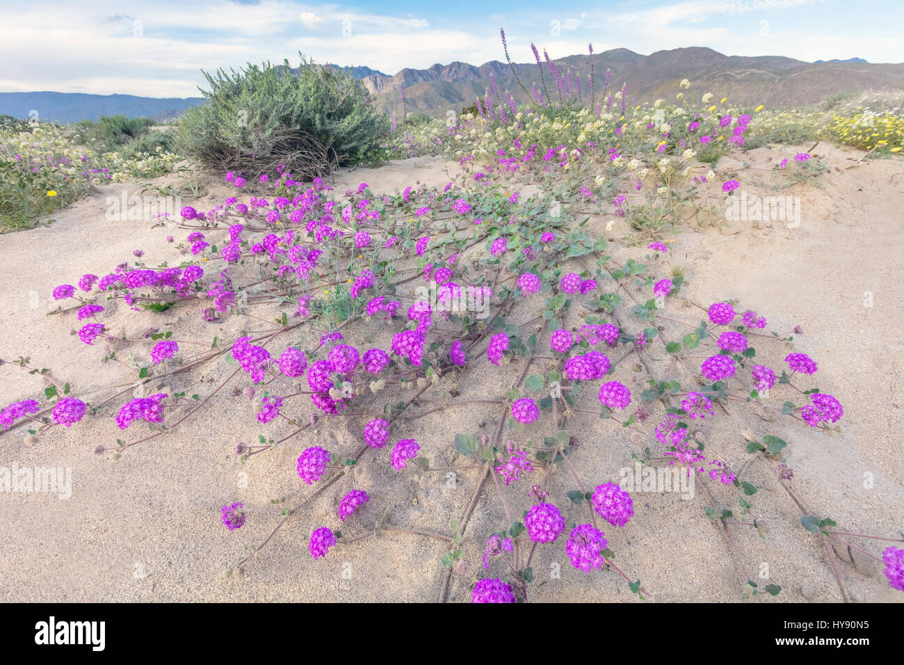 Deserto di sabbia Verbena - Anza Borrego SP - California Foto Stock