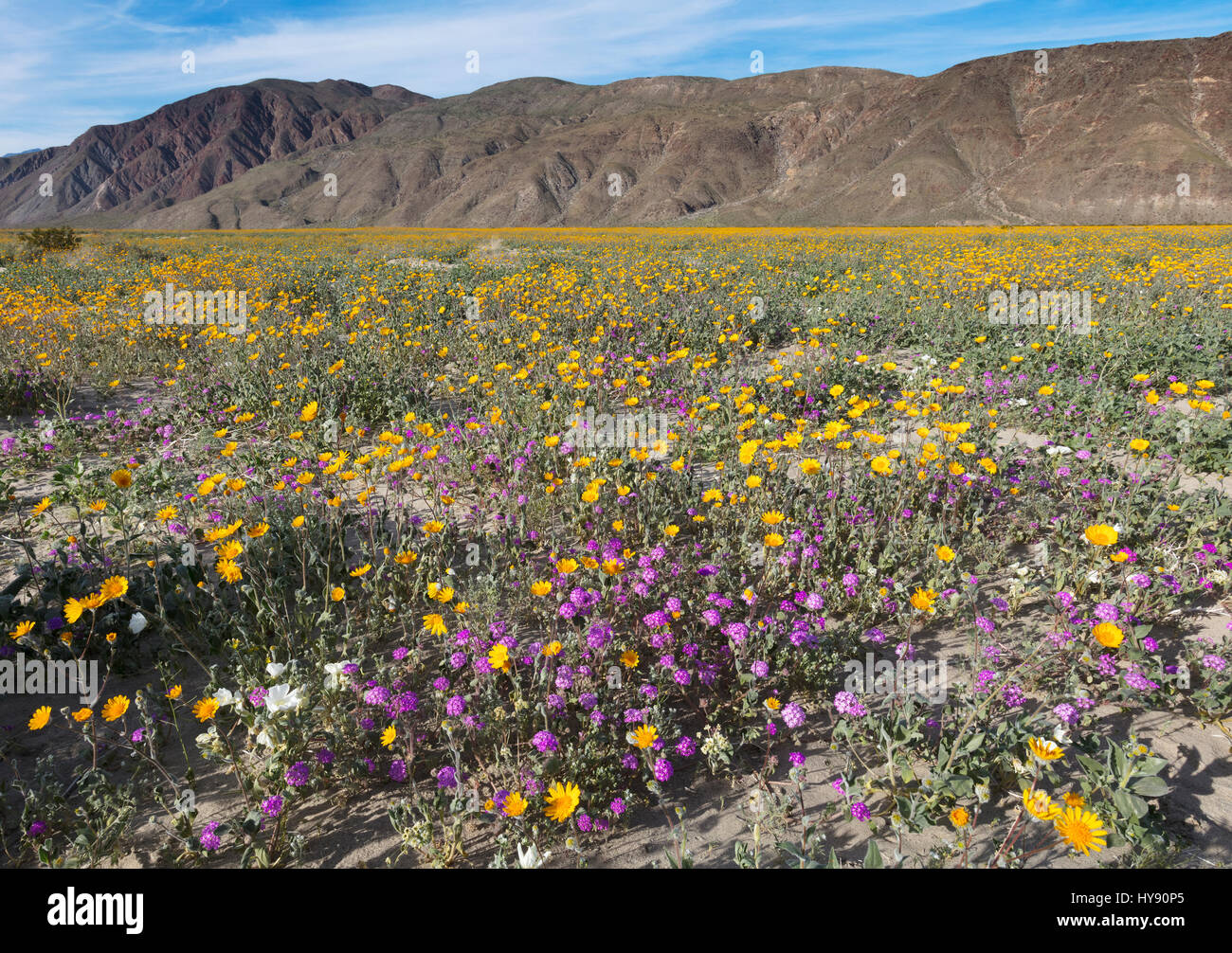 Deserto di sabbia Verbena & deserto tarassaco - Anza Borrego SP - California Foto Stock