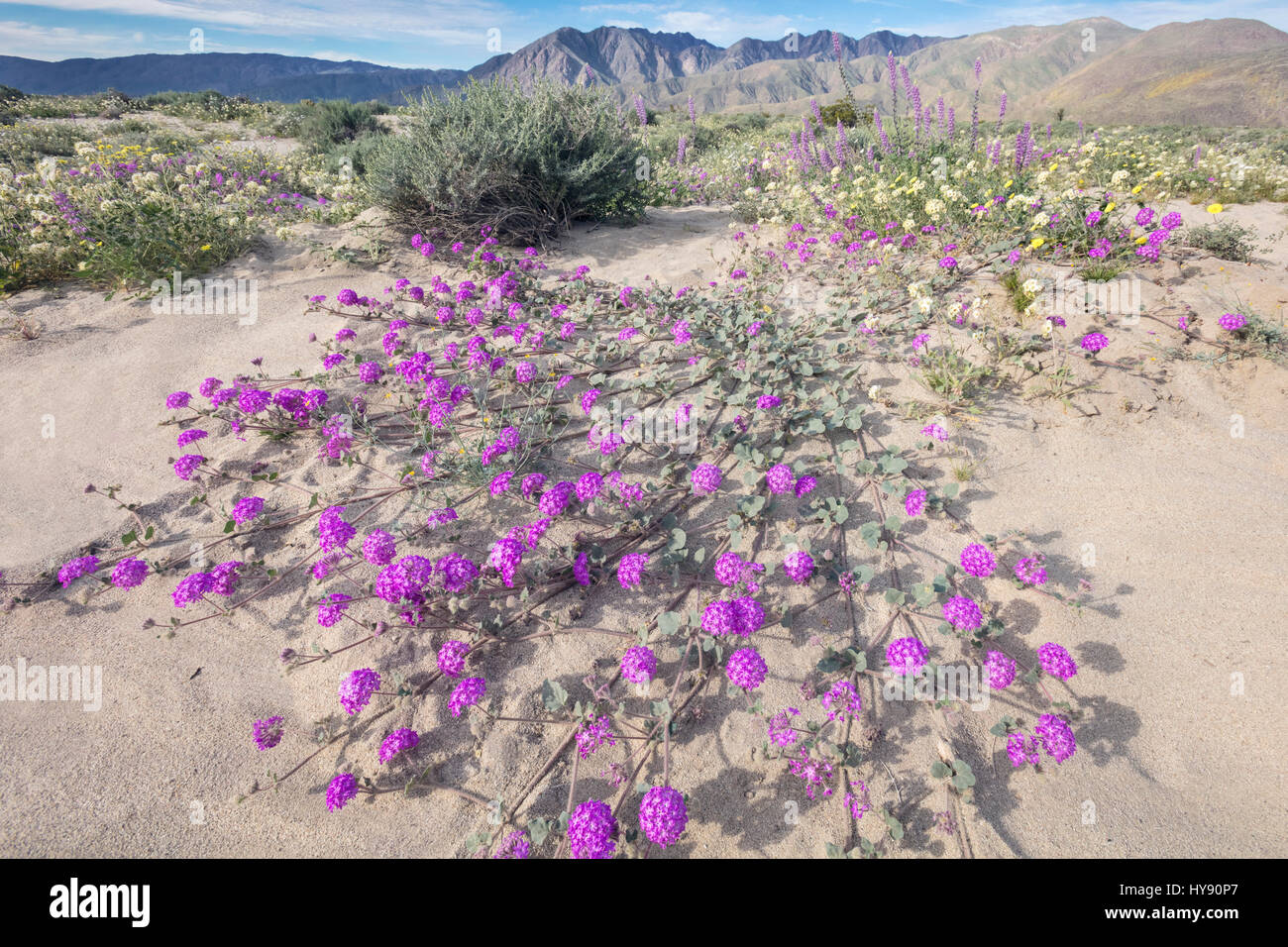 Deserto di sabbia Verbena - Anza Borrego SP - California Foto Stock