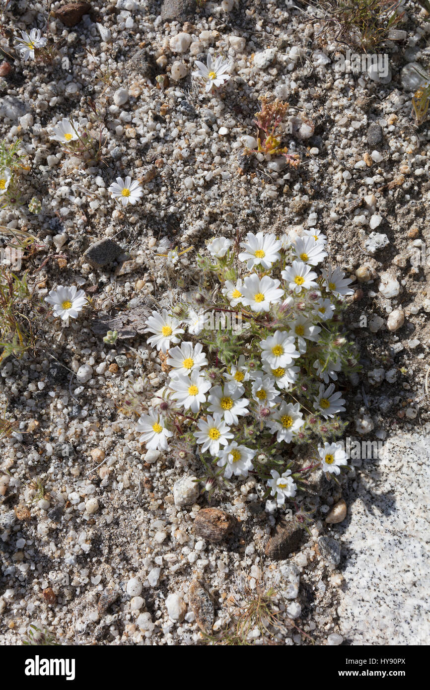 Deserto Stelle Foto Stock