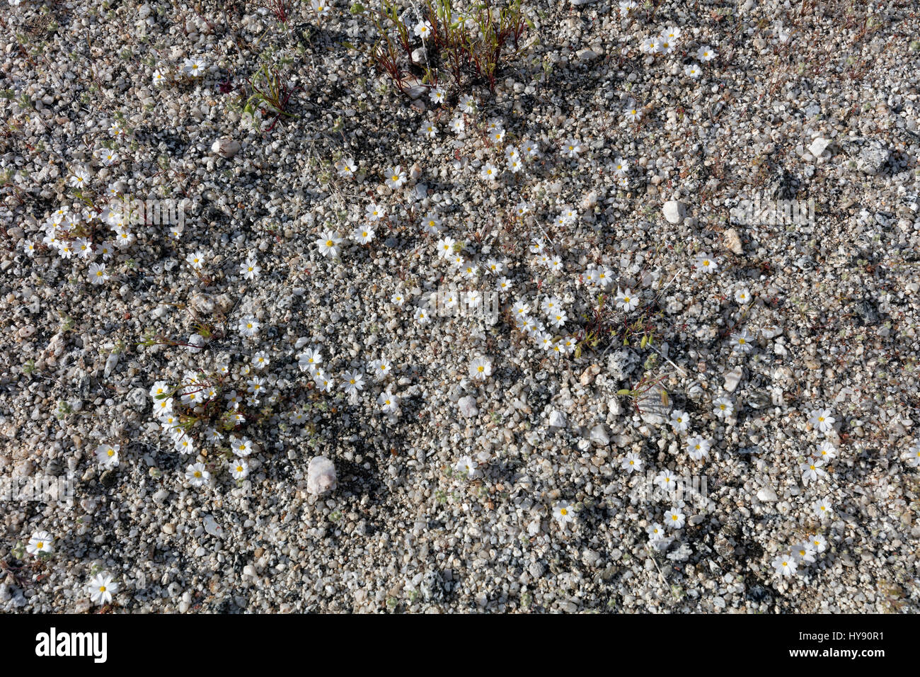 Deserto di stelle, Monoptilon bellioides - Asteraceae, Anza Borrego SP - California Foto Stock