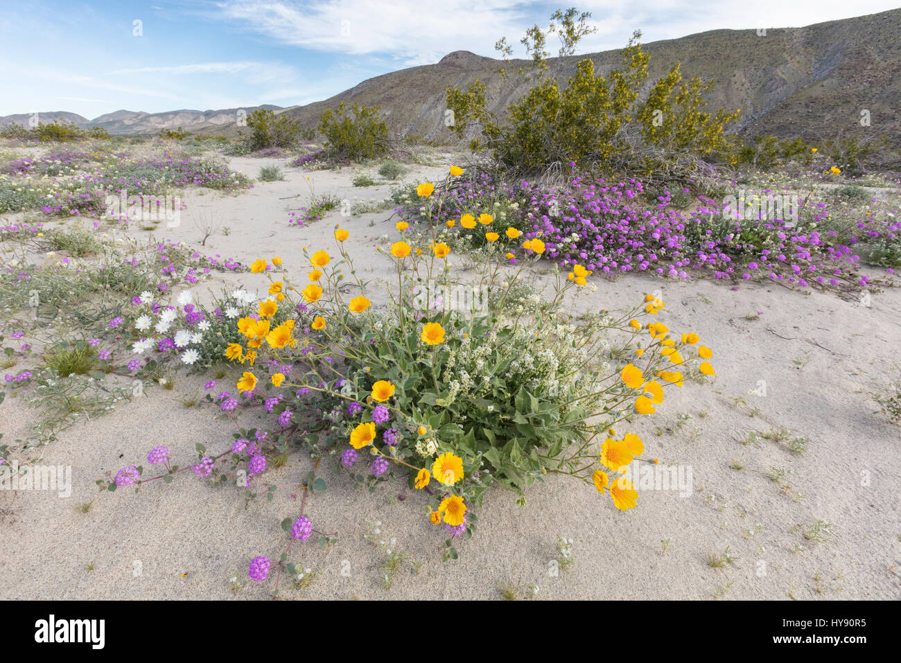 Deserto di girasole, canescens Geraea & deserto di sabbia Verbena, Abronia villosa- Anza Borrego SP - California Foto Stock