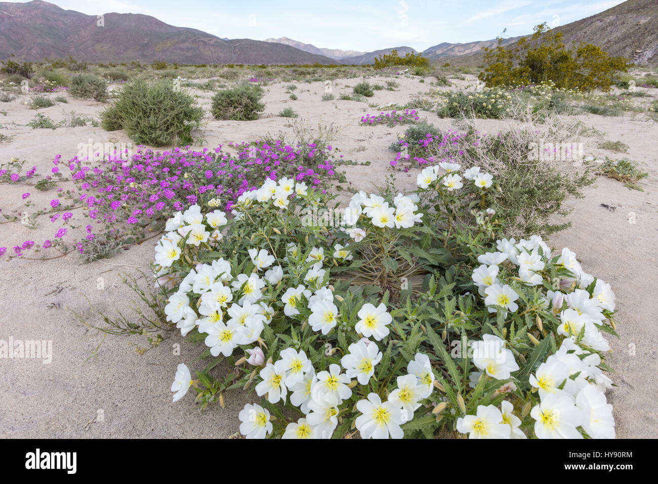 Dune primrose & deserto di sabbia Verbena - Anza Borrego SP - California Foto Stock