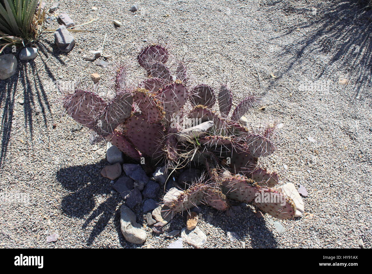 Ficodindia cactus, deserto del Chihuahuan, Nuovo Messico USA Foto Stock