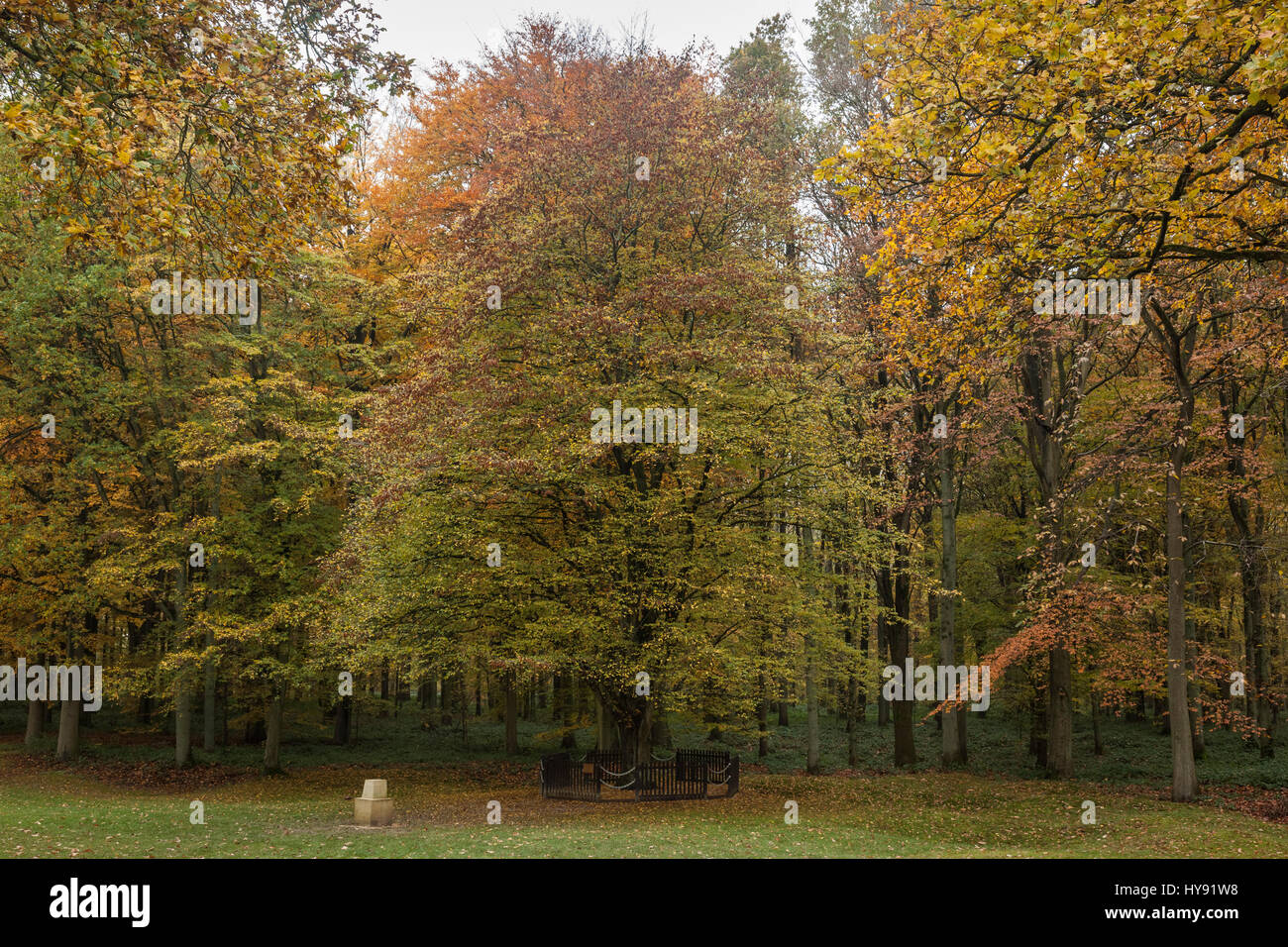 L'ultima superstite albero dalla battaglia di Delville legno, Longueval, Francia Foto Stock