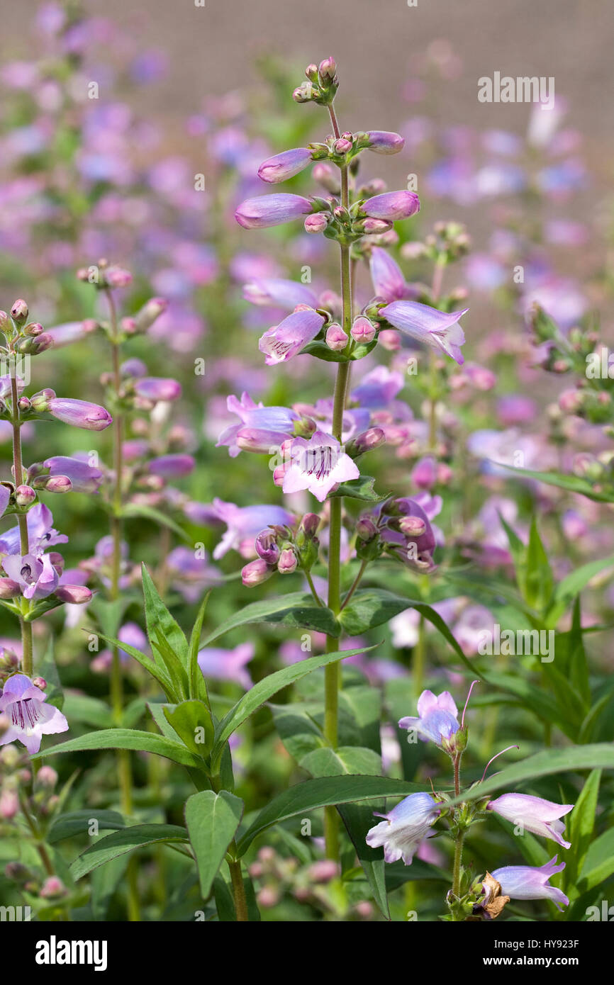 Penstemon Stapleford Gem. Foto Stock