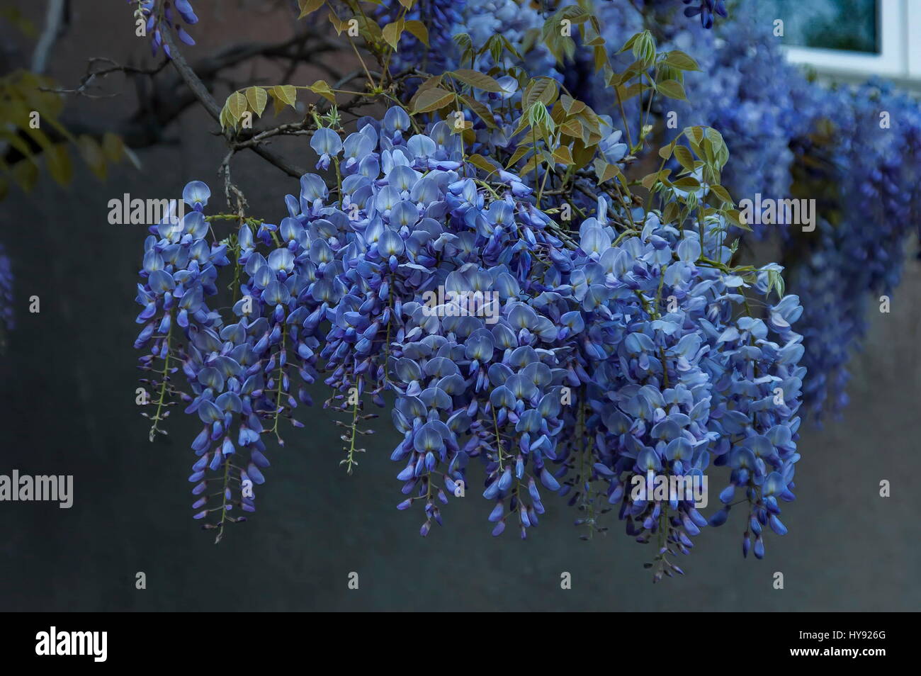 La succursale con grappolo viola fiore e foglie di albero di glicine in primavera nel giardino, Sofia, Bulgaria Foto Stock