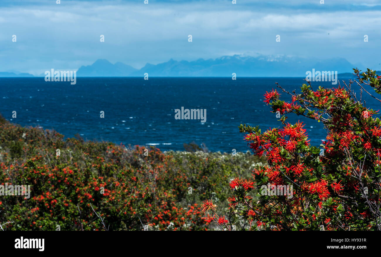 Stretto di Magellano con firetree cilena in primo piano Foto Stock