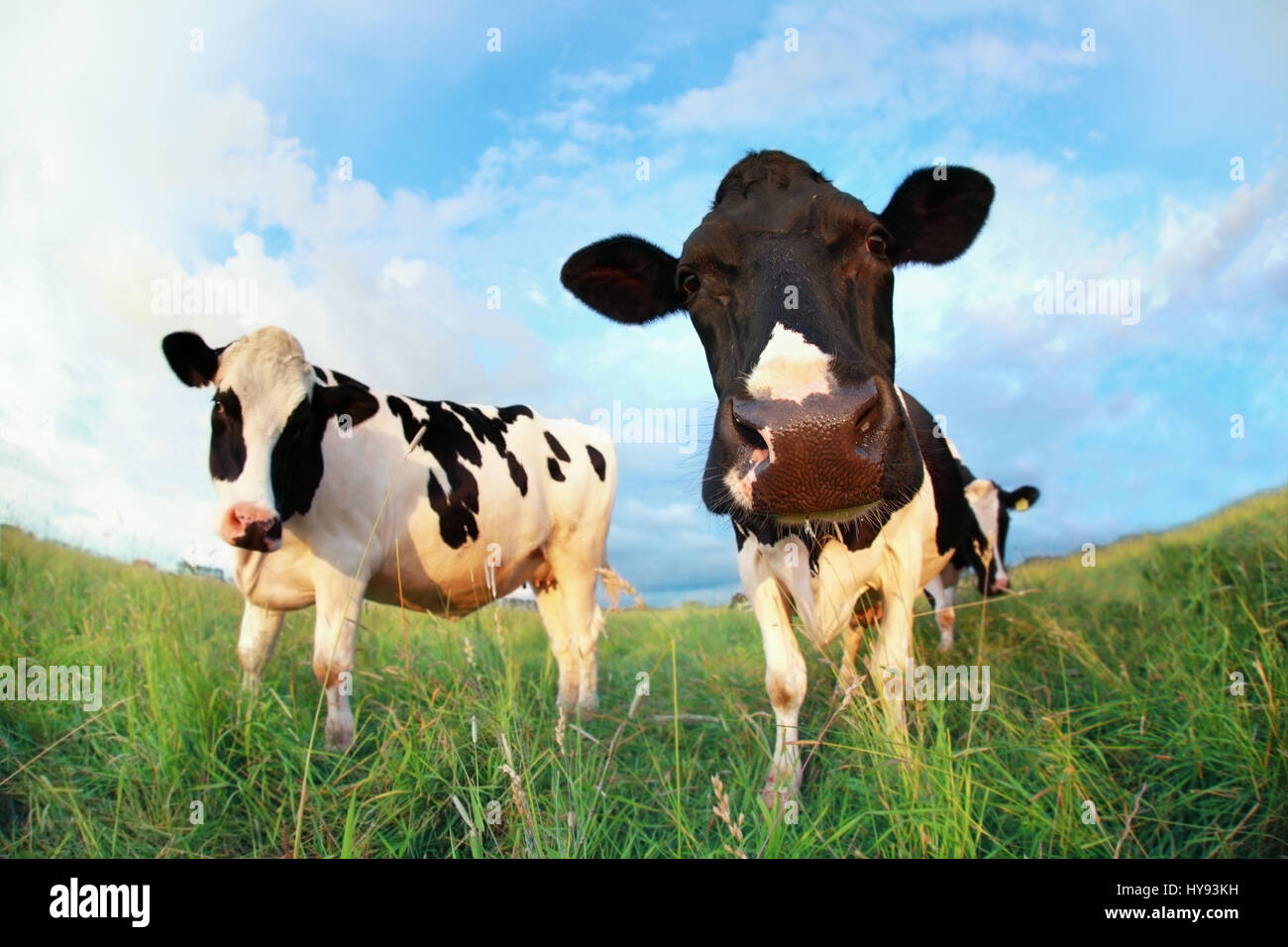 Mucche al pascolo su blue sky close up Foto Stock