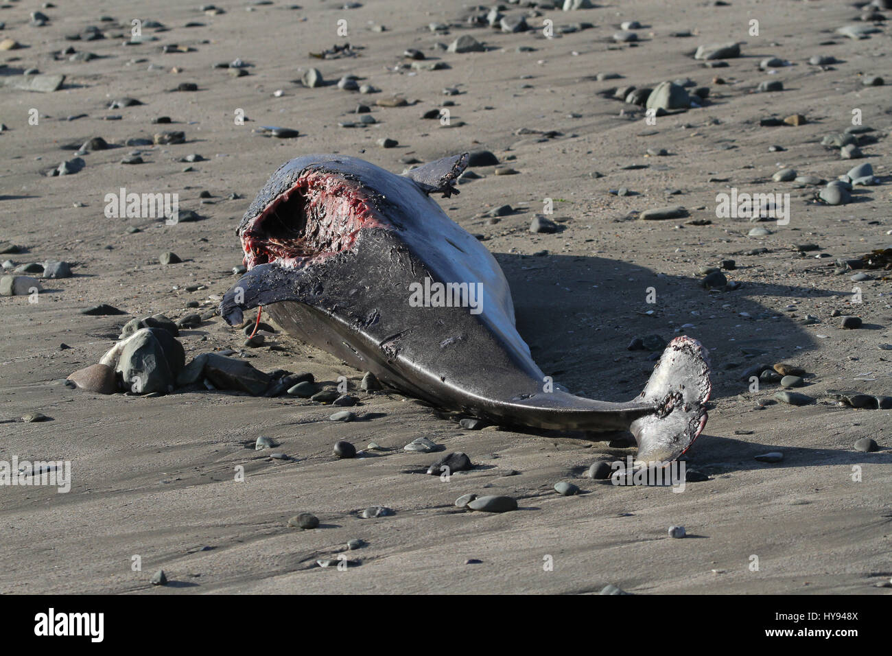 Corpo di una focena lavato fino sulla costa della contea di Down. Foto Stock