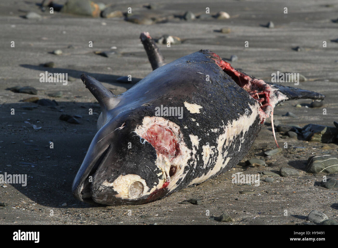 Corpo di una focena lavato fino sulla costa della contea di Down. Foto Stock