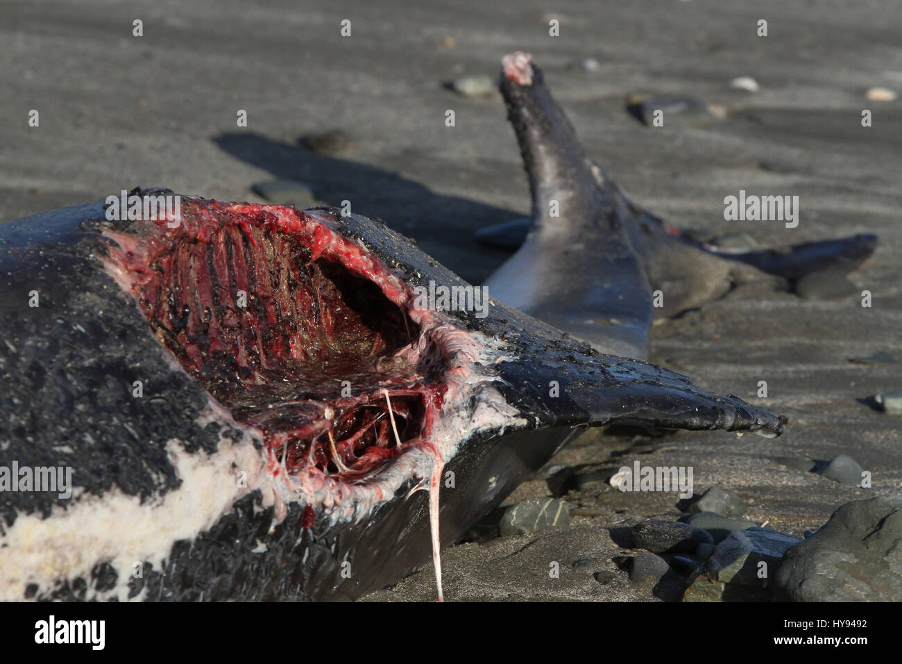 Corpo di una focena lavato fino sulla costa della contea di Down. Foto Stock