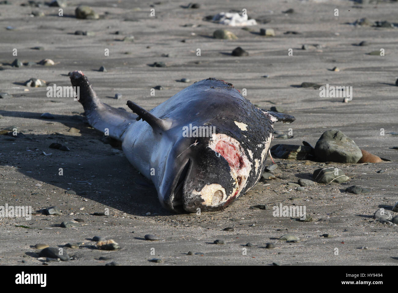 Corpo di una focena lavato fino sulla costa della contea di Down. Foto Stock