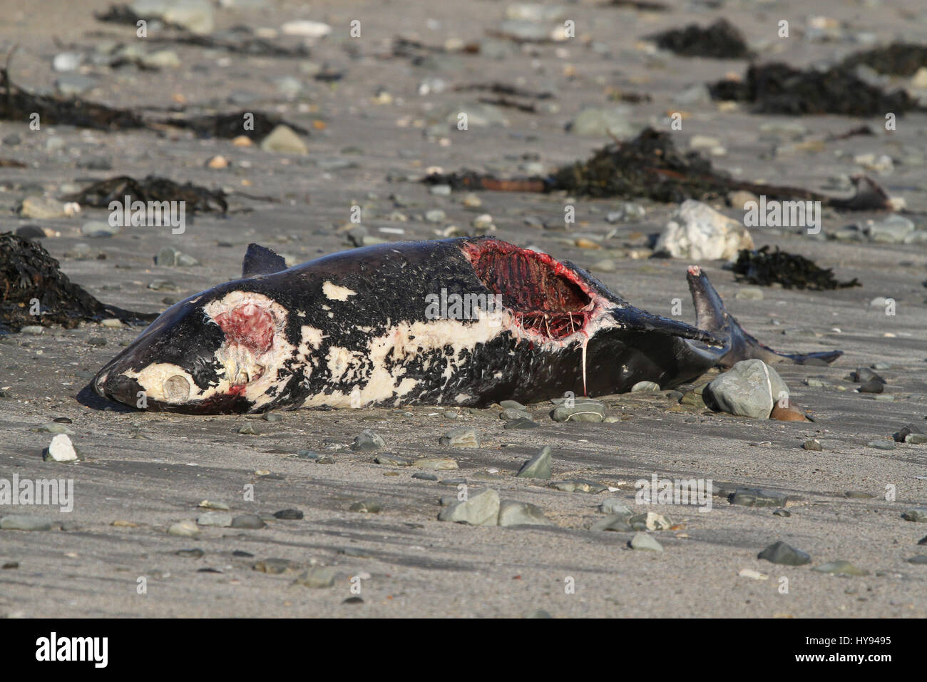 Corpo di una focena lavato fino sulla costa della contea di Down. Foto Stock