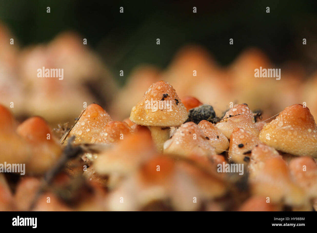 Mini-funghi lenti macro Foto Stock