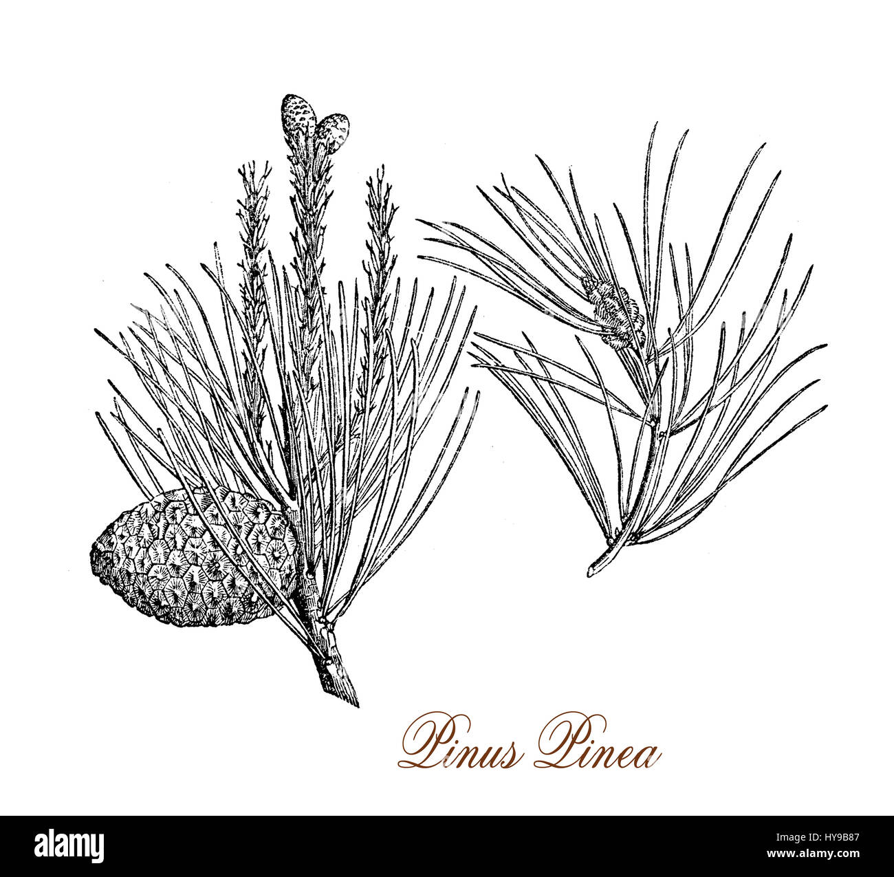 Vintage incisione di cembro, albero ornamentale con forma ad ombrello nativo della regione mediterranea, coltivati per prodotti commestibili di pinoli Foto Stock