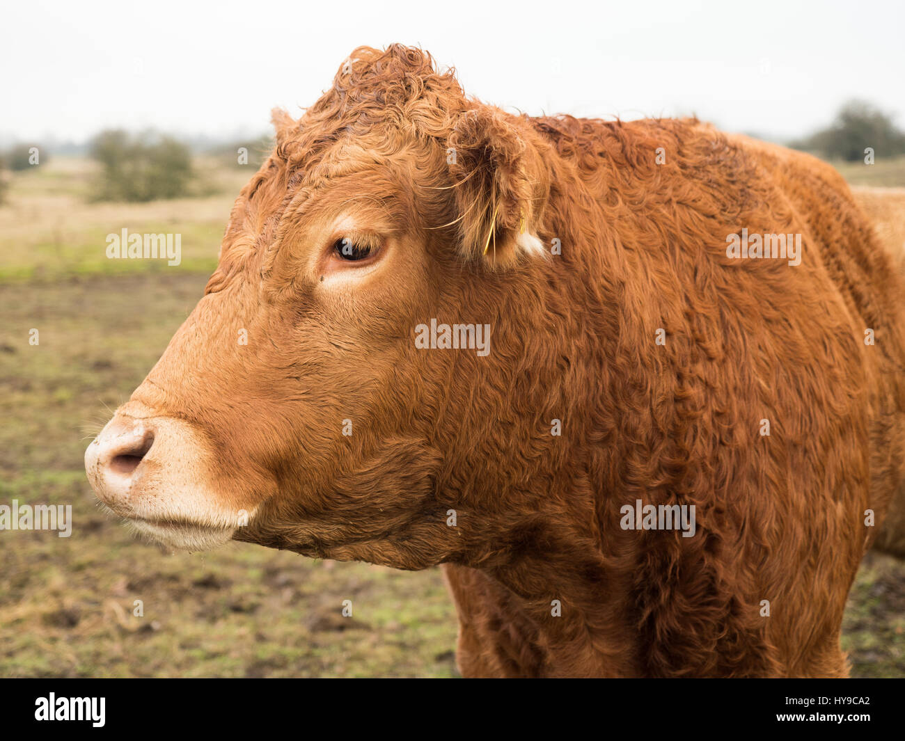 Mucca marrone verticale lato sinistro in un giorno nuvoloso Foto Stock