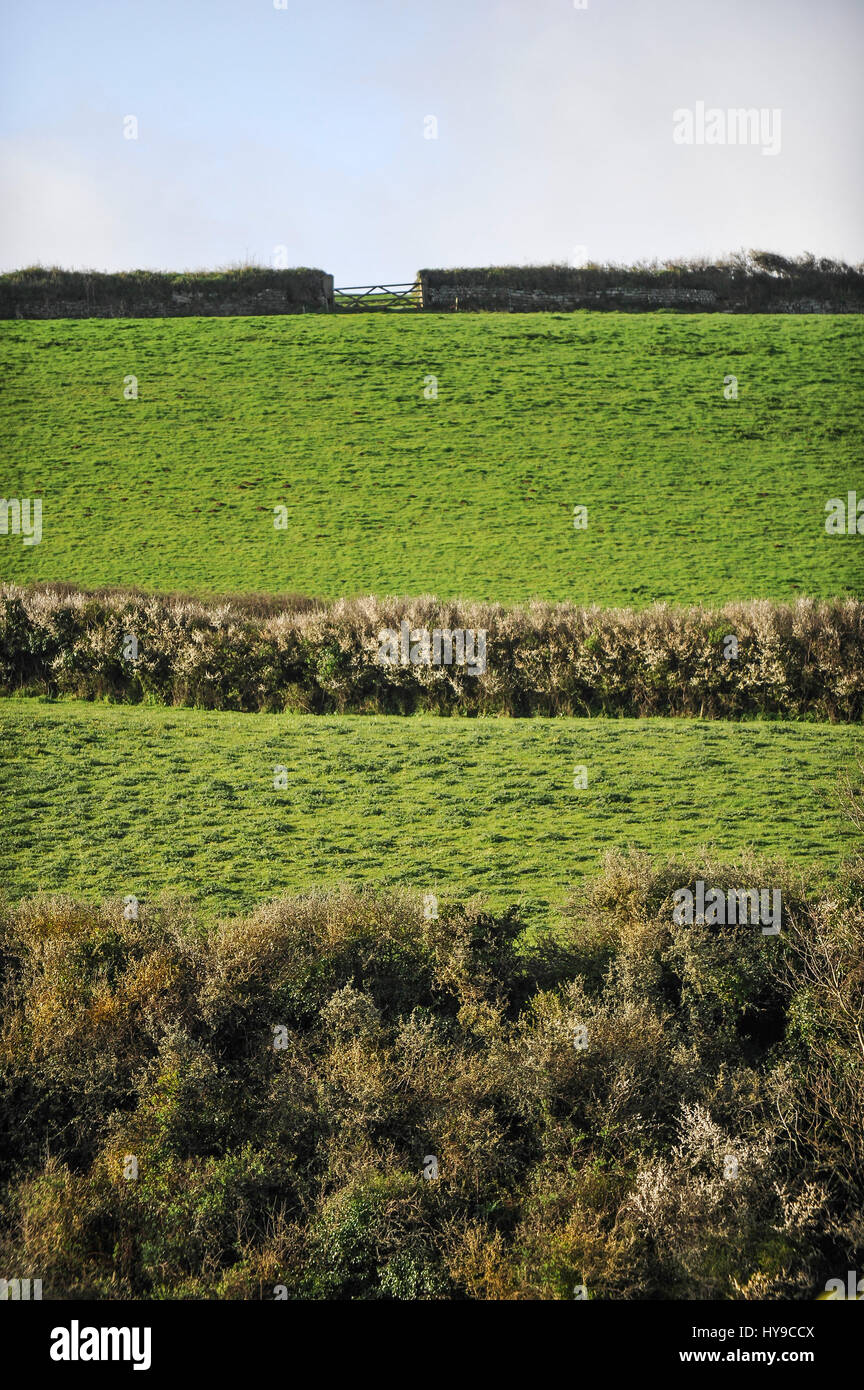 Campi; siepi; erba; cancello; aree agricole; pascolo; Cornovaglia Foto Stock