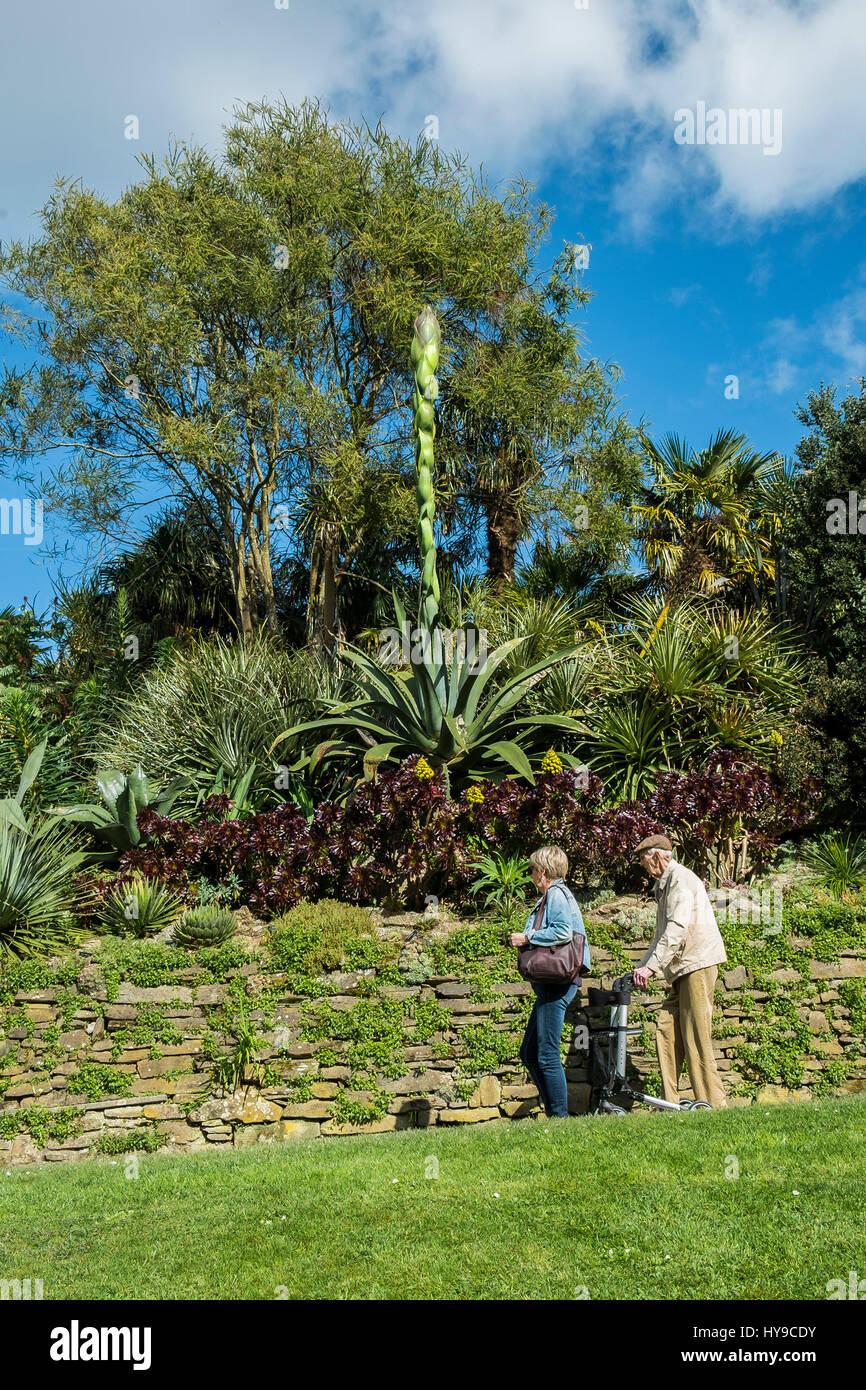 Giardino Trebah Sub-Tropical Aloe vera pianta flowering Turismo spettacolare attrazione turistica turisti visitatori pittoresco piante Cornish Cornw Foto Stock
