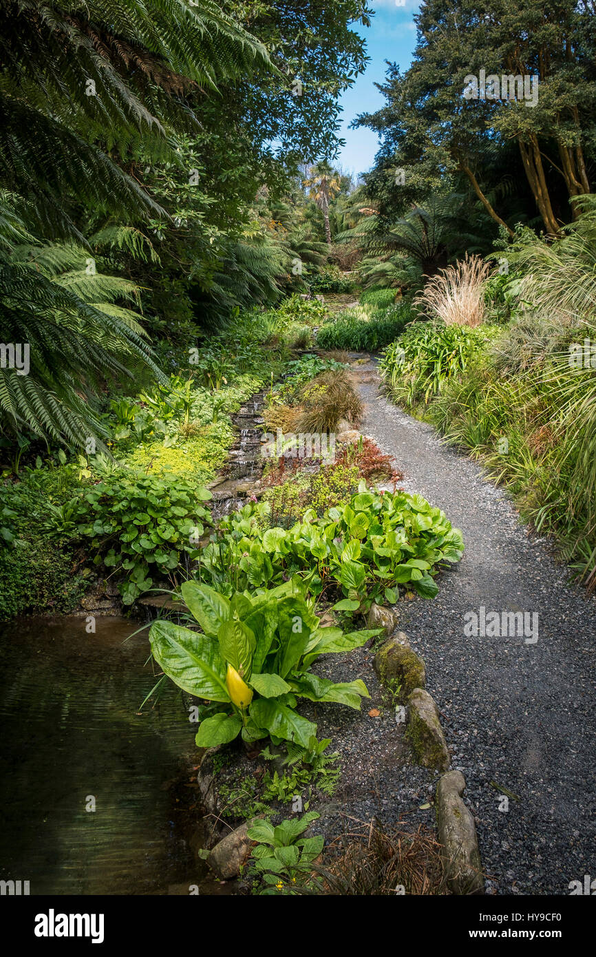 Piante e fogliame in acqua da giardino a giardino Trebah in Cornovaglia. Foto Stock
