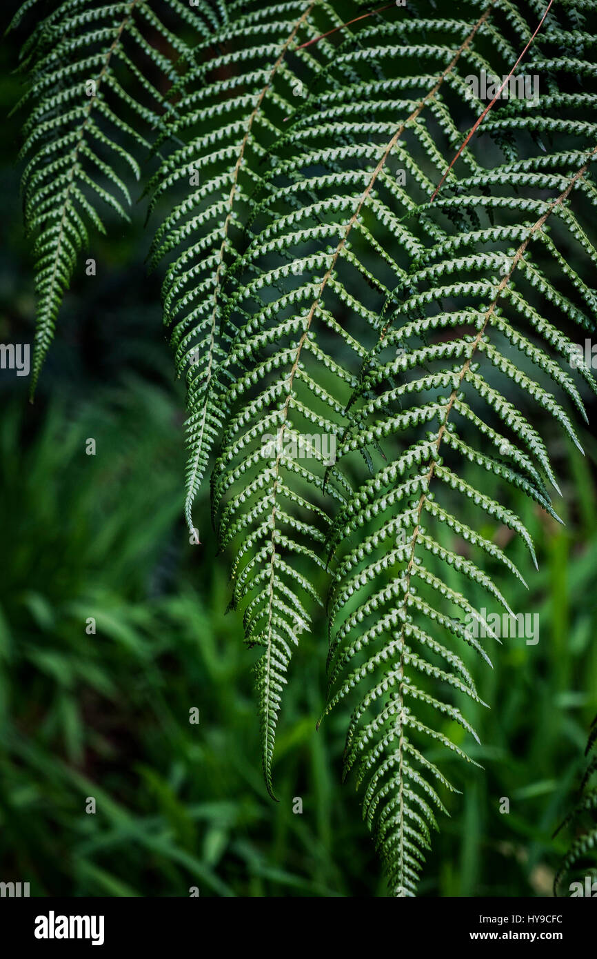 Fronde di felce la chioma della pianta piante Giardino Trebah Sub-Tropical Foto Stock
