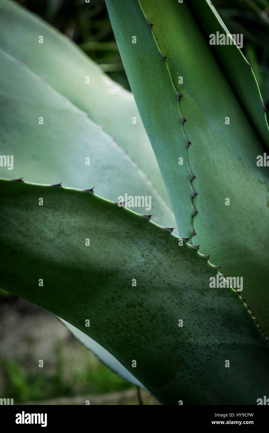 Aloe vera pianta dei picchi di Succulente Giardinaggio Orticoltura Giardino Trebah Cornovaglia Foto Stock