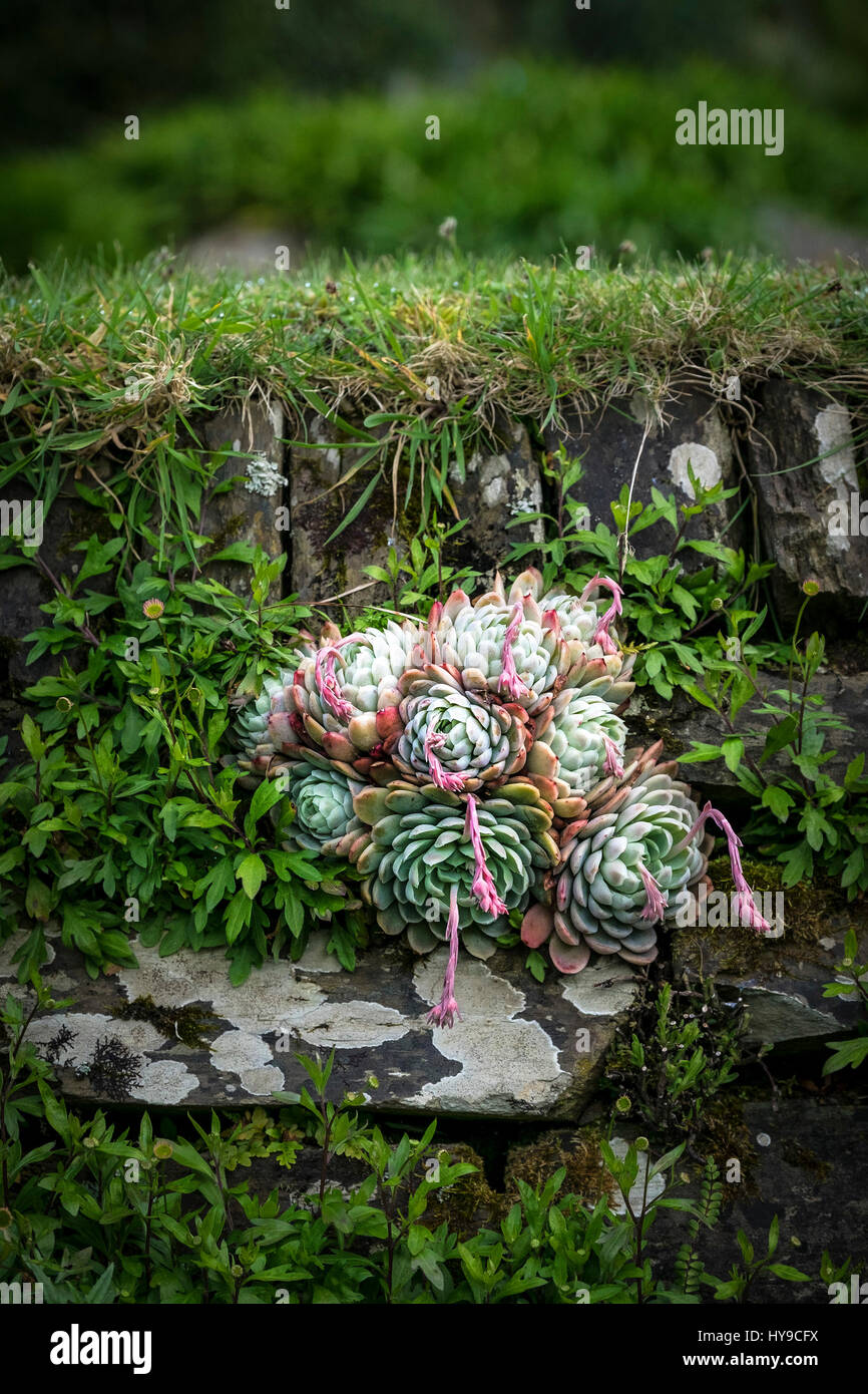 Echeveria glauca Piante succulente | Dicotiledoni Giardinaggio Orticoltura impianto Foto Stock