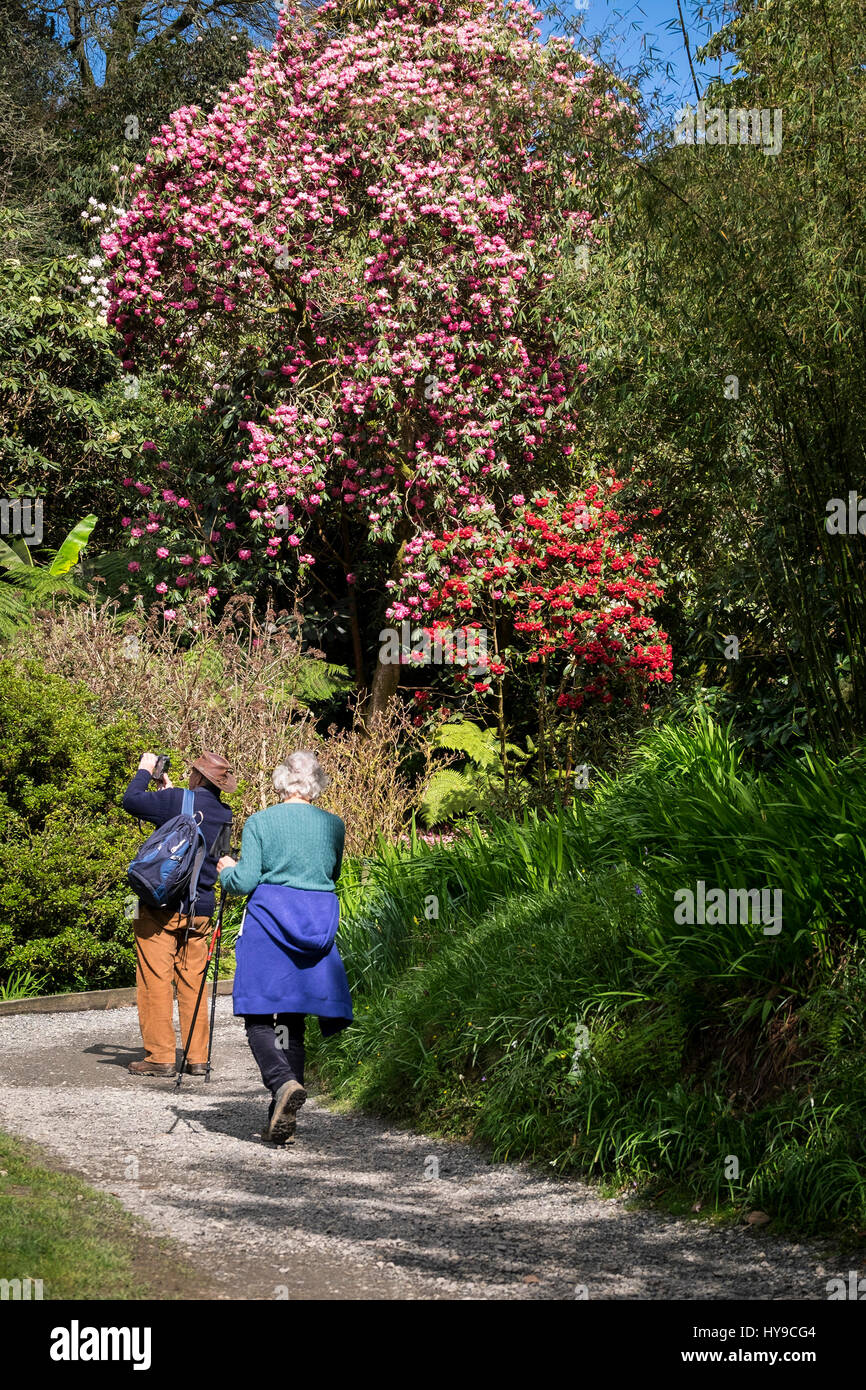 Giardino Trebah i visitatori a piedi Sub-Tropical rododendro fiori alberi arbusti fiorisce vivace percorso percorso di attrazione di giardinaggio piuttosto Cornish Cornwall Foto Stock