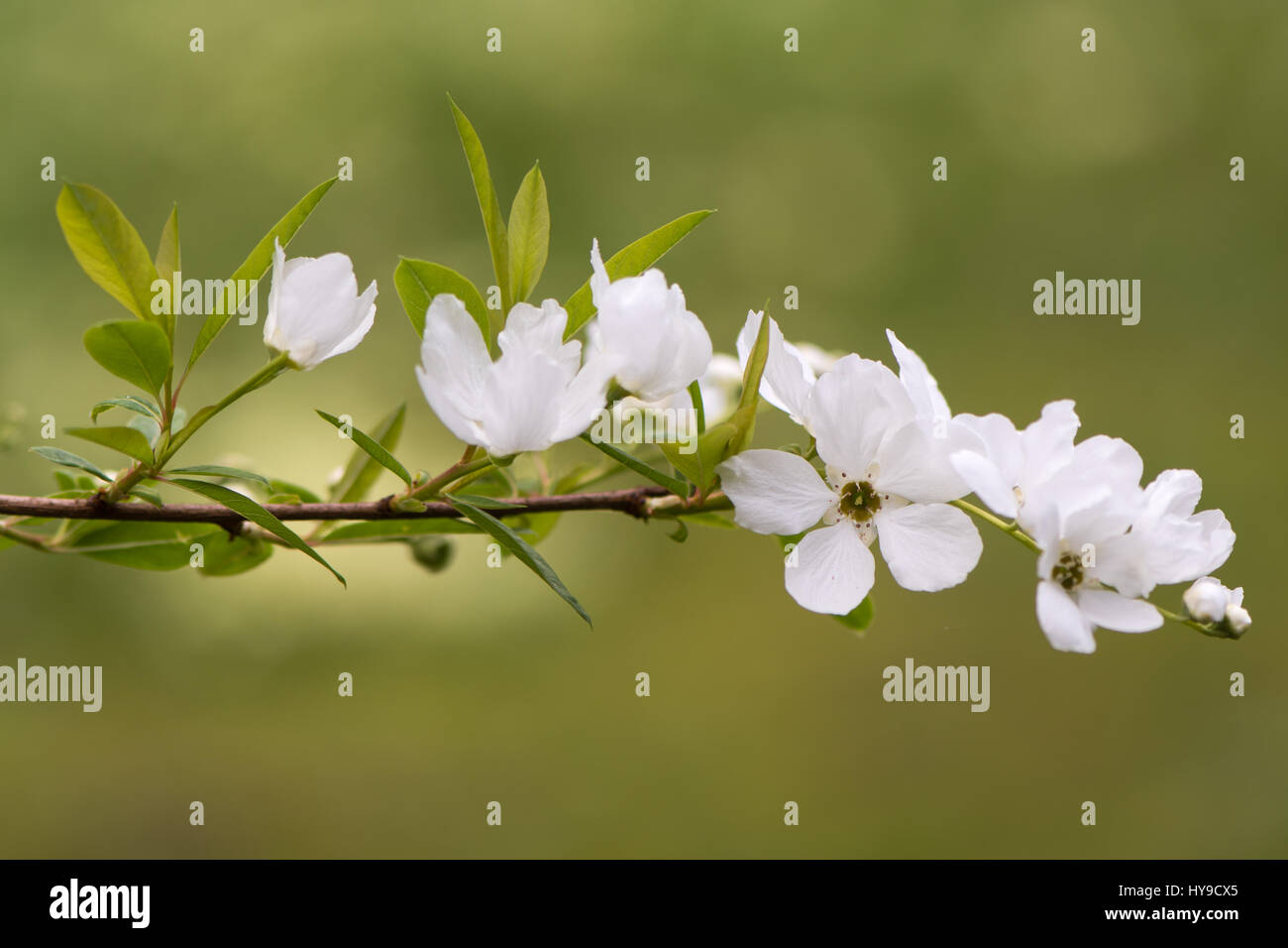 Exochorda x macrantha " sposa " Fiori. Bella bianca primavera sbocciano i fiori sul arbusto cinese conosciuta come perla bush, nella famiglia delle Rosacee Foto Stock