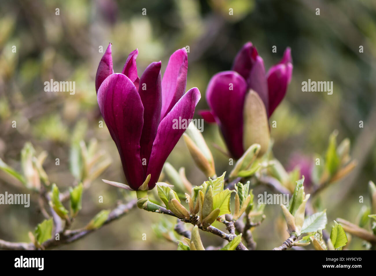 Giglio nero (magnolia liliiflora Magnolia 'Nigra') fiori. Fiore di magenta di arbusti ornamentali in famiglia della Magnoliacee, fioritura NEL REGNO UNITO Foto Stock