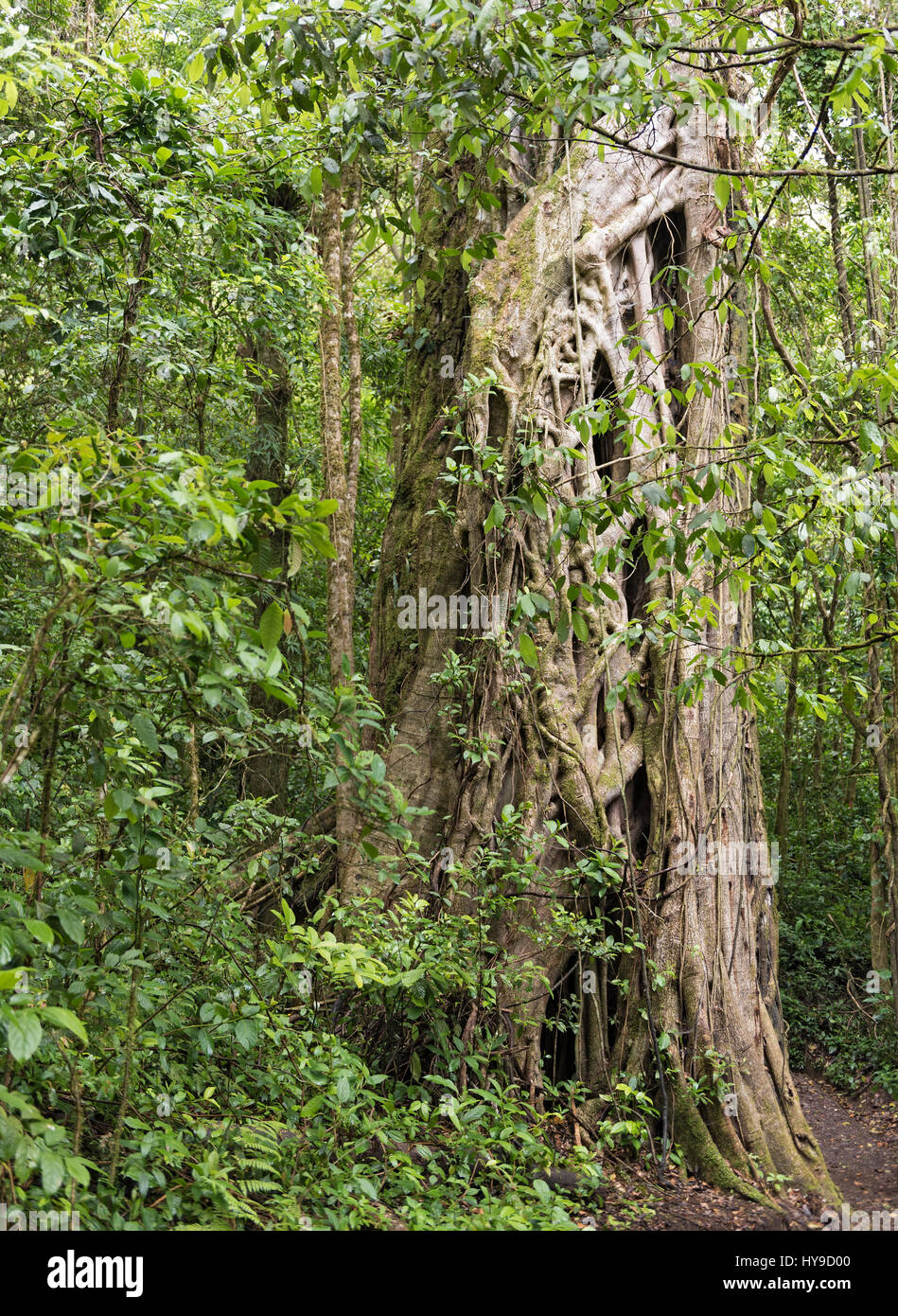 Alberi e piante nella Monteverde Cloud Forest Riserve, Costa Rica Foto Stock