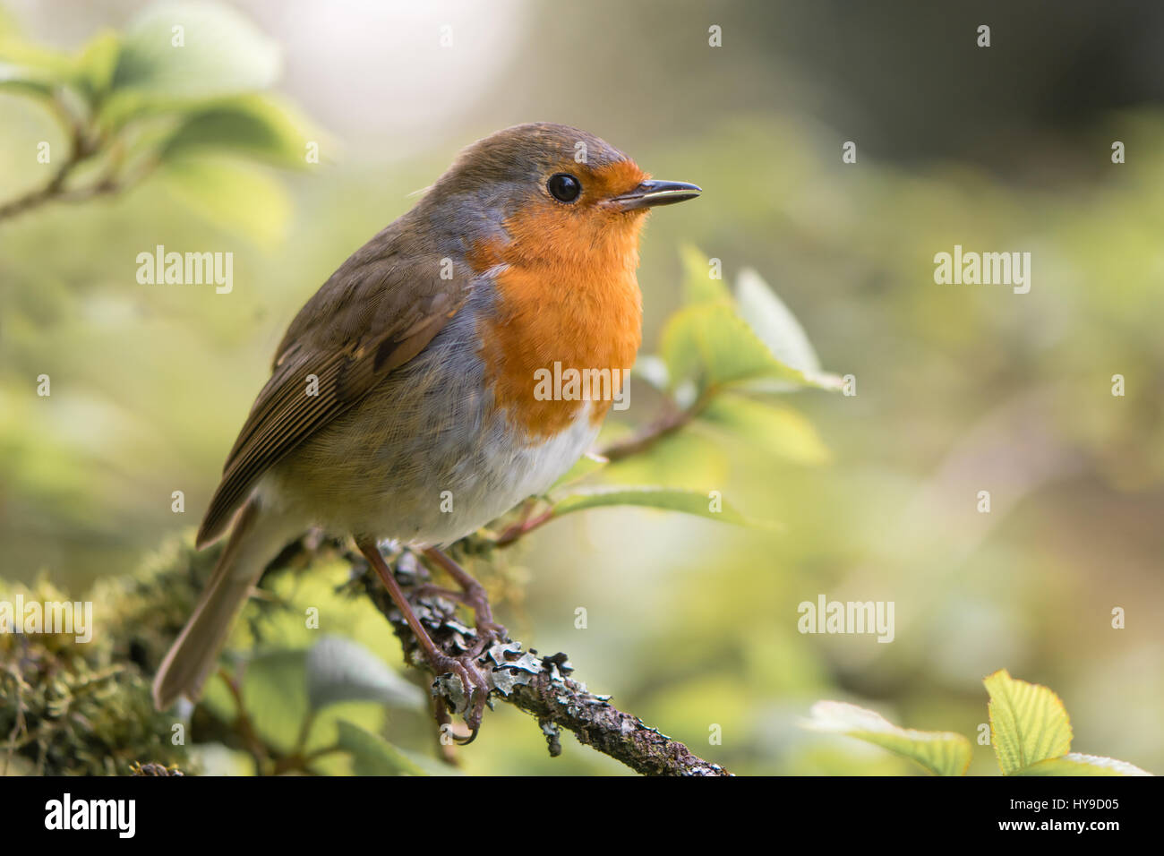 Robin (Erithacus rubecula) cantare sul ramo. Bird in famiglia Turdidae, con becco aperto nel profilo, rendendo brano serale in un parco nel Regno Unito Foto Stock