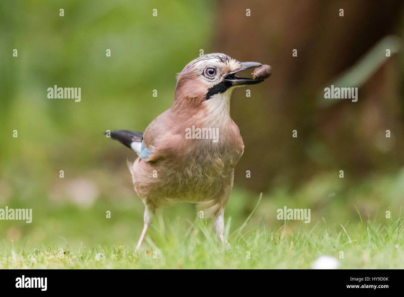 Jay (Garrulus glandarius) con acorn nel becco. Gli uccelli del corvo (Famiglia Corvidae) in piedi sull'erba con semi presenti nel terreno Foto Stock