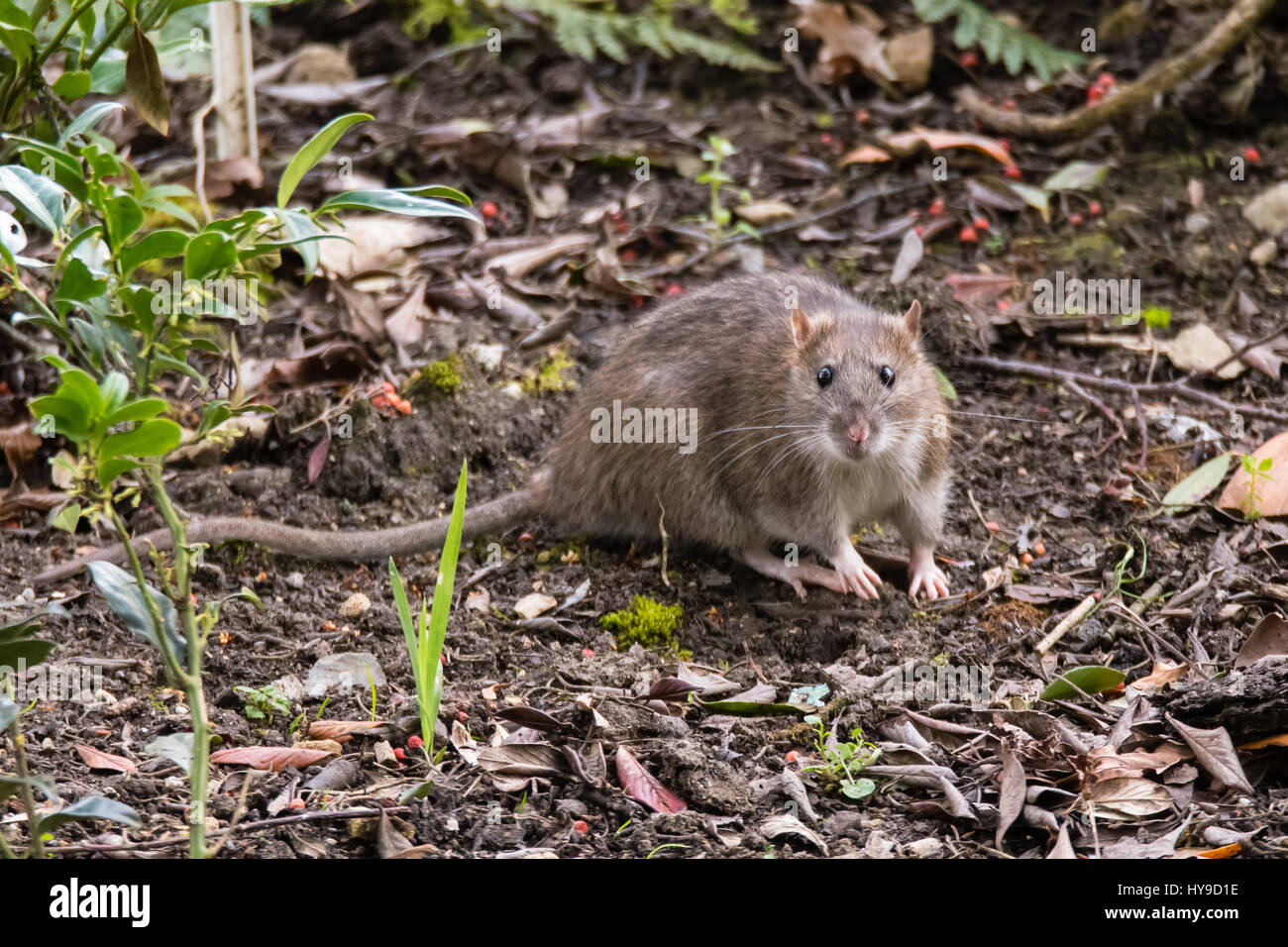 Marrone (ratto Rattus norvegicus) guardando la fotocamera. Roditori comune rovistando tra piante in giardino botanico, con imponenti baffi Foto Stock