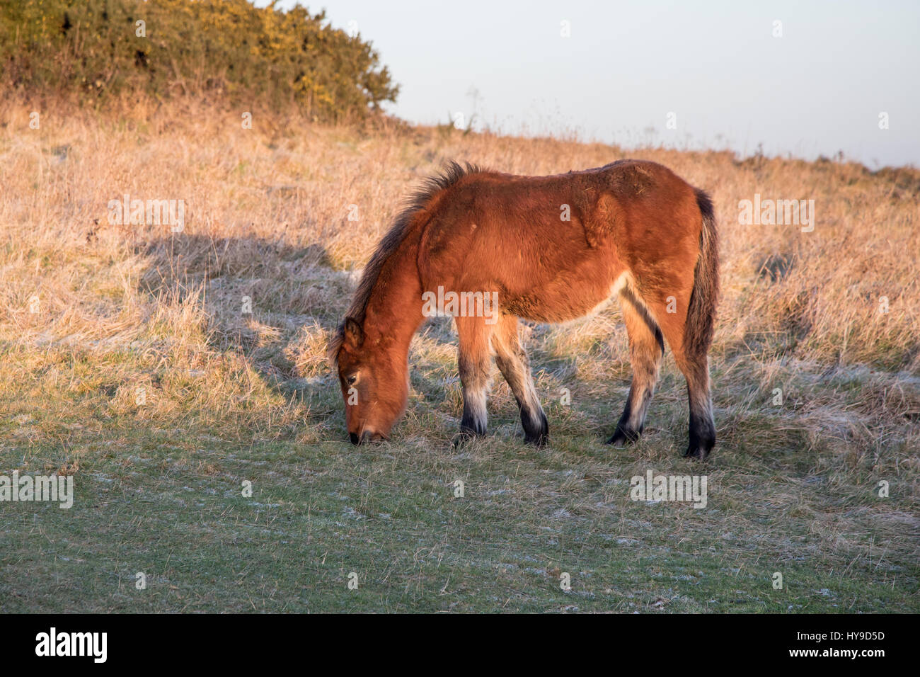 New Forest Pony su Cissbury Ring Foto Stock
