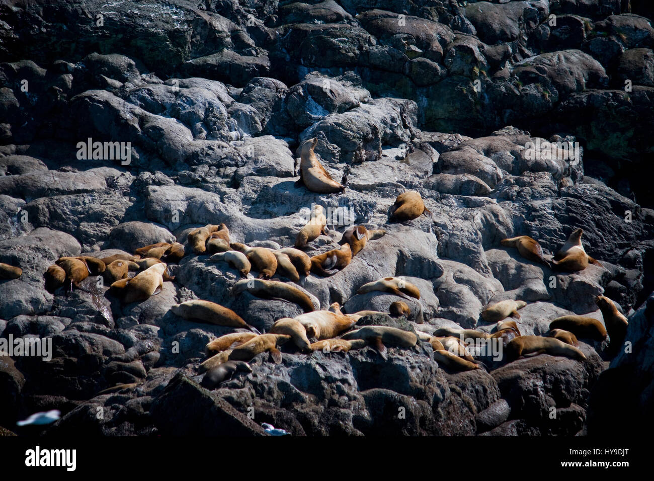 Un grande gruppo di leoni di mare prendere il sole sulle rocce di Alaska la costa. Foto Stock