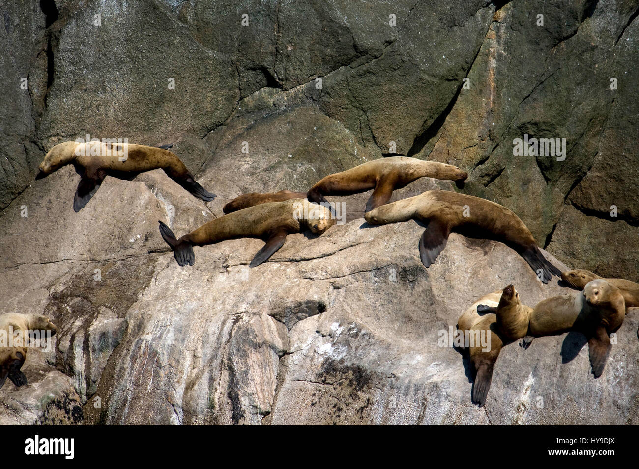 Un grande gruppo di leoni di mare prendere il sole sulle rocce di Alaska la costa. Foto Stock