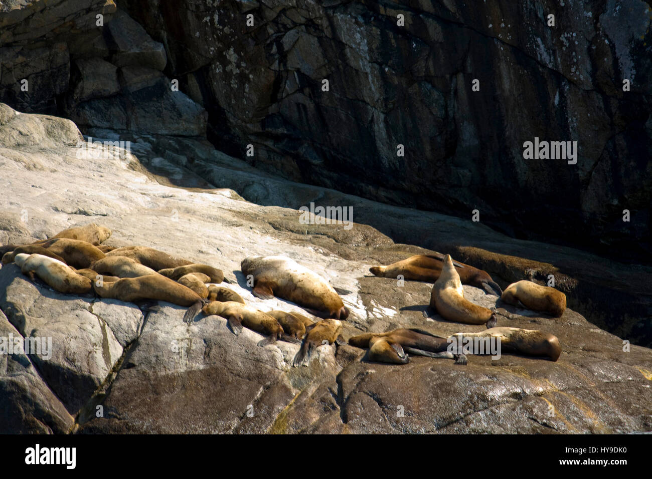 Un grande gruppo di leoni di mare prendere il sole sulle rocce di Alaska la costa. Foto Stock