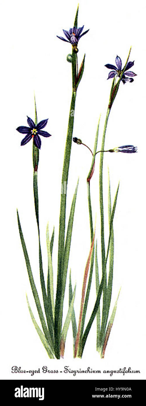 Questa illustrazione botanica di Mary Vaux Walcott presenta il Sisyrinchium angustifolium, noto anche come l'erba dagli occhi azzurri a foglia stretta. L'opera d'arte dettagliata mette in risalto la delicata struttura del fiore e i colori vivaci. Foto Stock