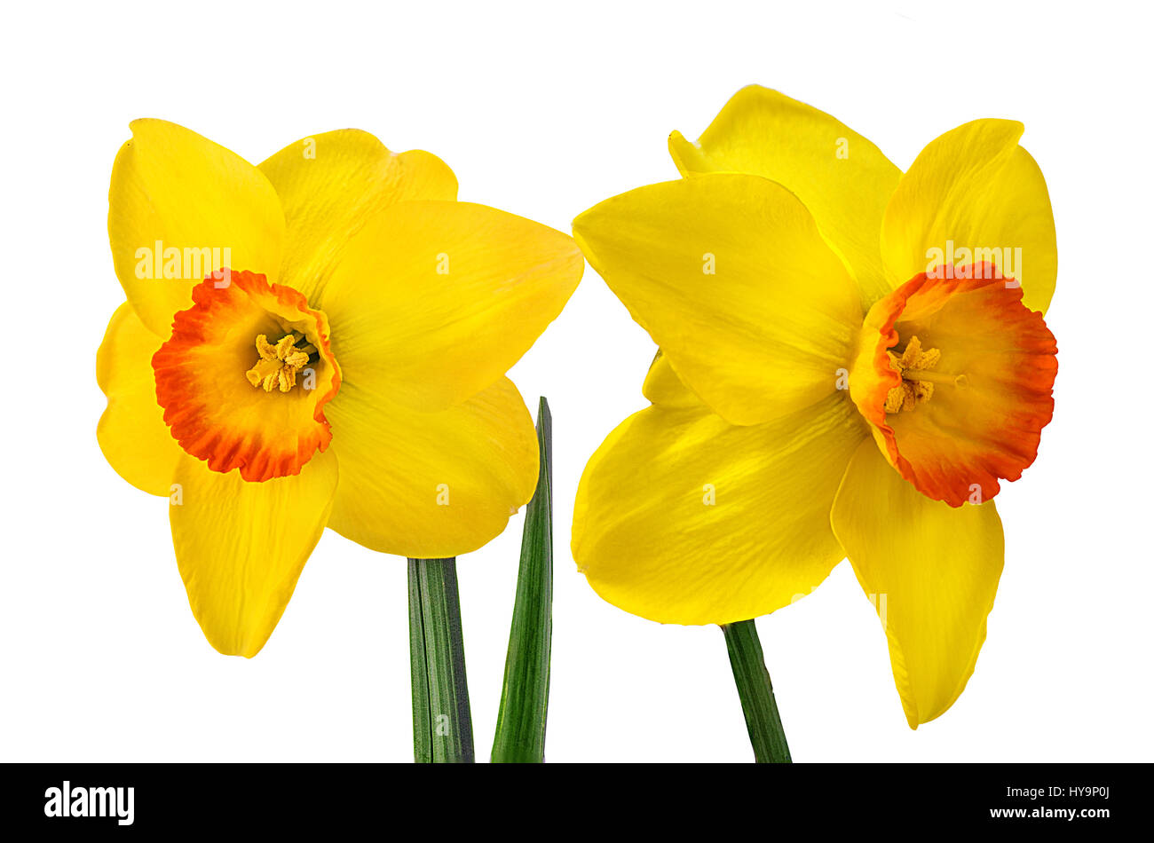 Giallo daffodil isolati su sfondo bianco Foto Stock