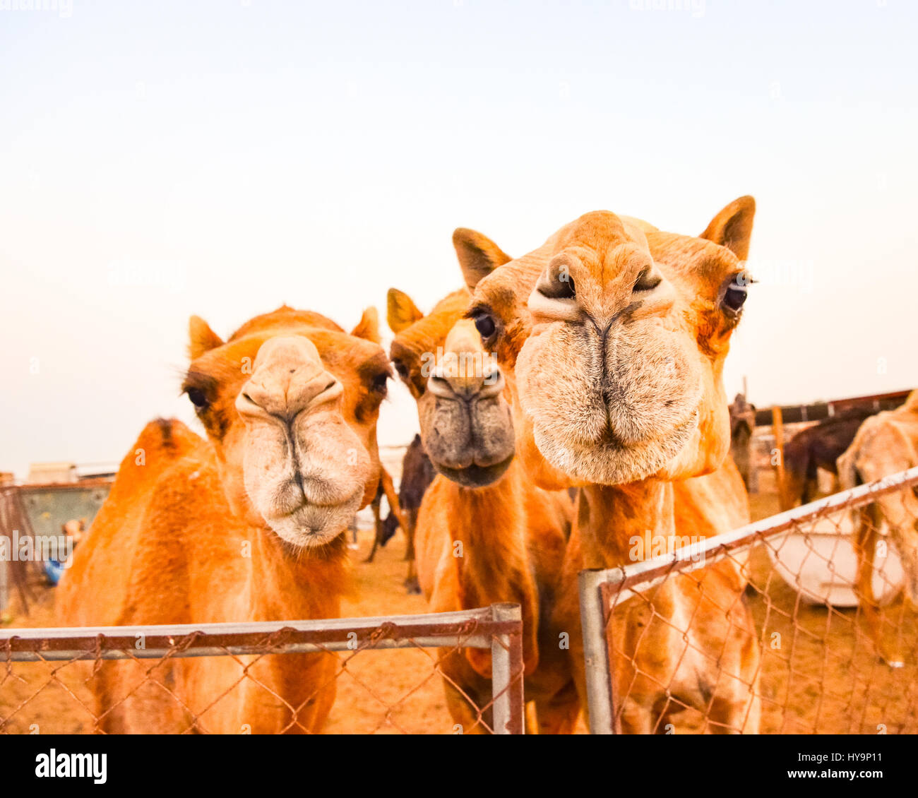 Dettaglio di tre cammelli divertente guardare nella telecamera Foto Stock