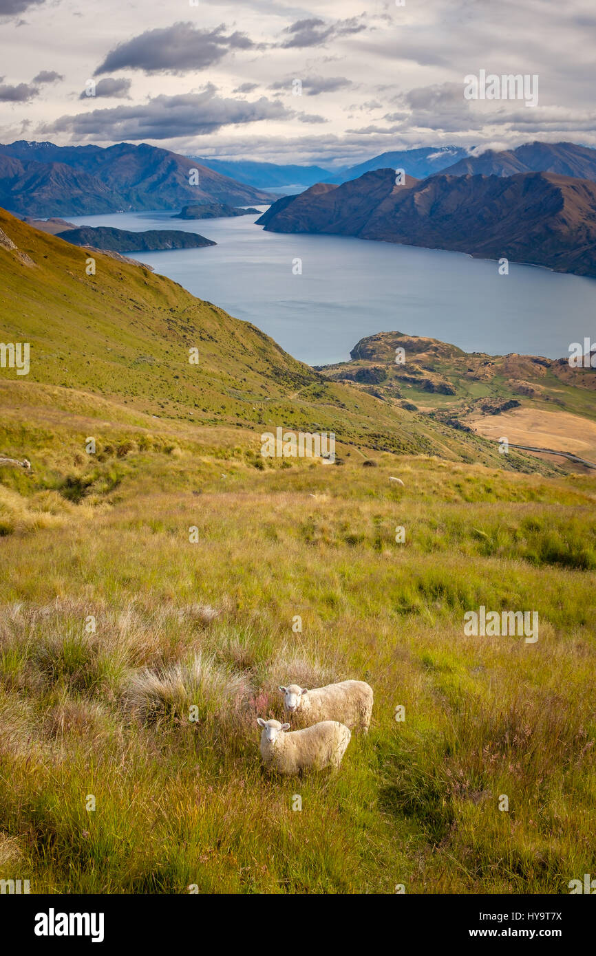 Vista del paesaggio del Lago Wanaka, montagne e pecore, Isola del Sud della Nuova Zelanda Foto Stock