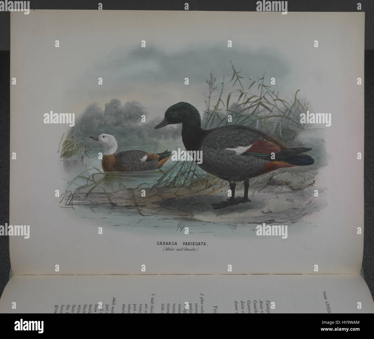 La prima edizione di "History of the Birds of New Zealand" è un lavoro ornitologico chiave che documenta le specie di uccelli nativi della nuova Zelanda. Pagina 240 fornisce informazioni su specie specifiche e sui loro habitat, contribuendo allo studio della vita aviaria in nuova Zelanda. Foto Stock