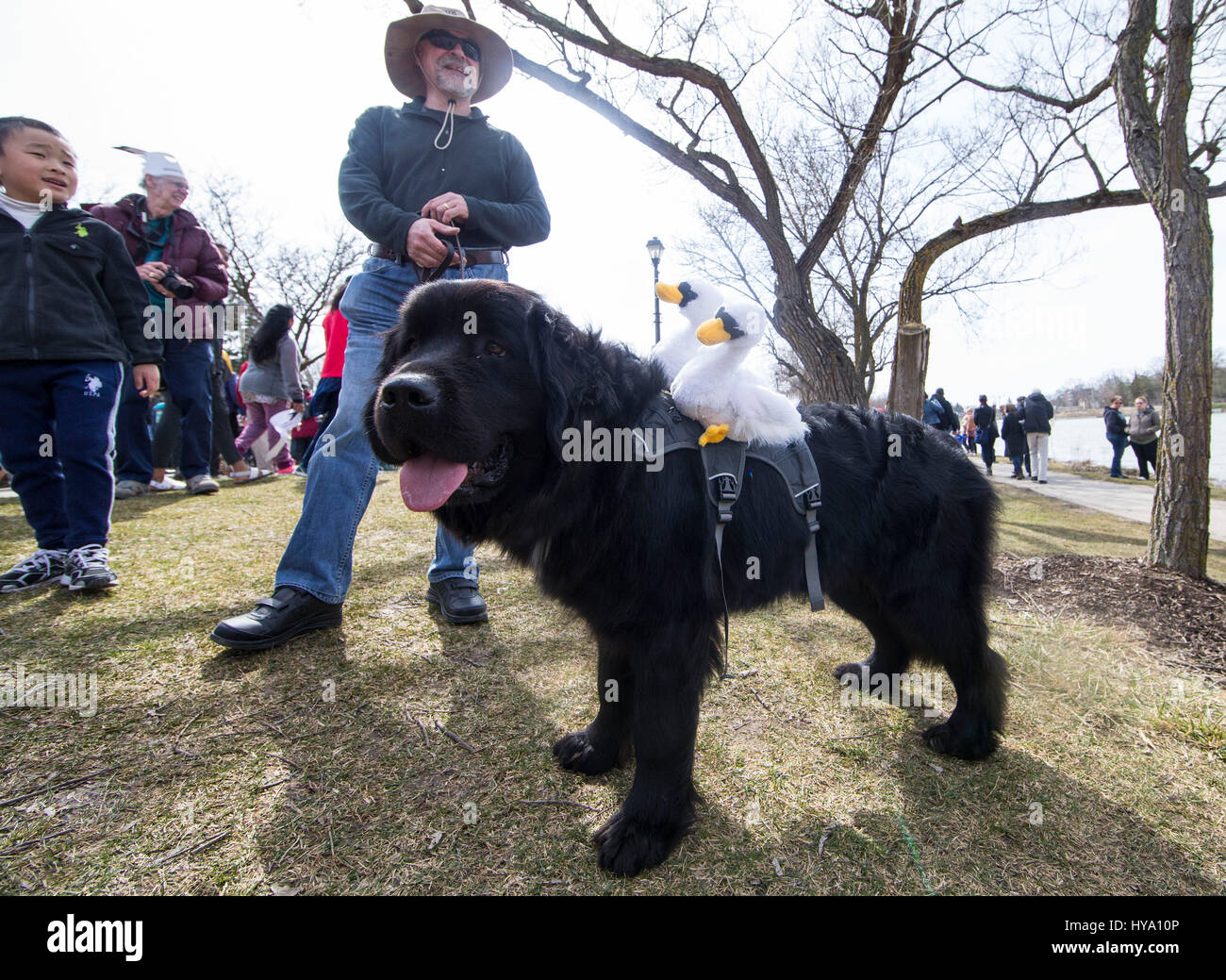 Stratford, Canada. 2 apr, 2017. Un cane con due swan giocattoli è visto durante il 2017 swan parade di Stratford, Ontario, Canada, 2 aprile 2017. L'annuale e tradizionale sfilata ha avuto luogo la domenica per celebrare l avvento della primavera di quest'anno. Credito: Zou Zheng/Xinhua/Alamy Live News Foto Stock