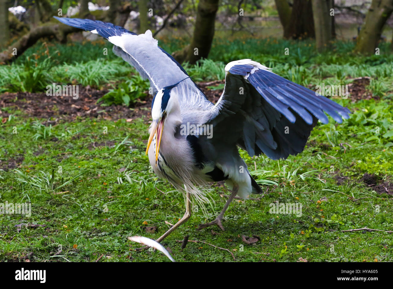 St James Park. Londra, Regno Unito. 3 apr, 2017. Un Airone le catture di pesci di St James Park. Credito: Dinendra Haria/Alamy Live News Foto Stock