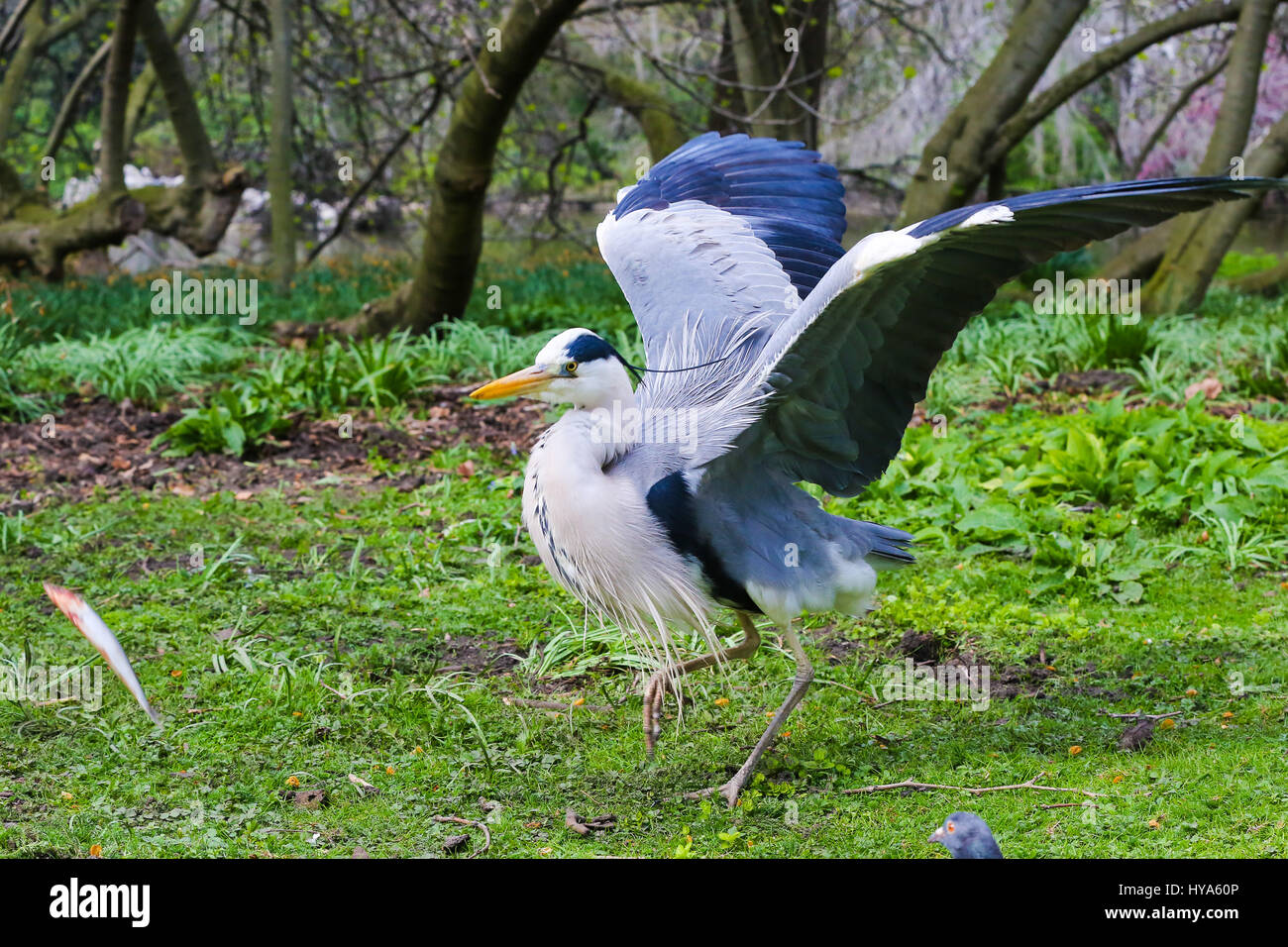 St James Park. Londra, Regno Unito. 3 apr, 2017. Un Airone le catture di pesci di St James Park. Credito: Dinendra Haria/Alamy Live News Foto Stock