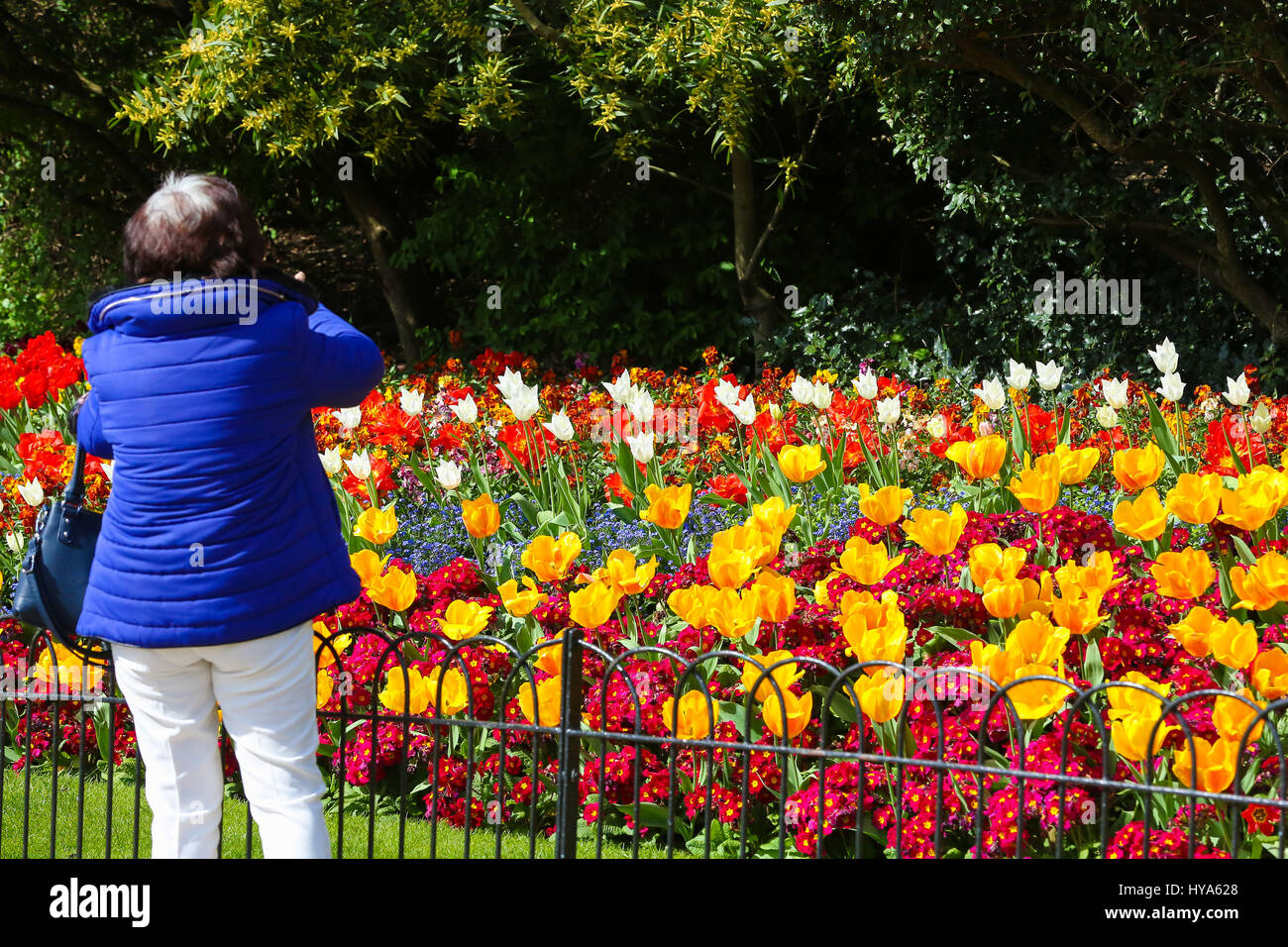 St James Park. Londra, Regno Unito. 3 apr, 2017. Una donna prende una fotografia di tulipani a St James Park. Credito: Dinendra Haria/Alamy Live News Foto Stock