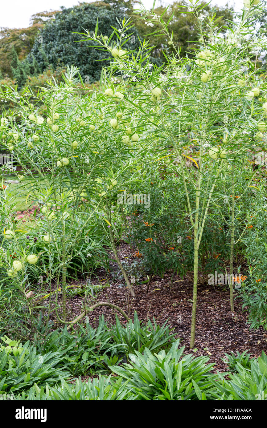 Richmond, Virginia. Lewis Ginter Botanical Garden. Impianto di palloncino, Gomphocarpus Physocarpus, un tropicale della famiglia milkweed dall Africa sud-est. Foto Stock